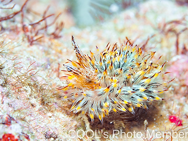 コヤナギウミウシ