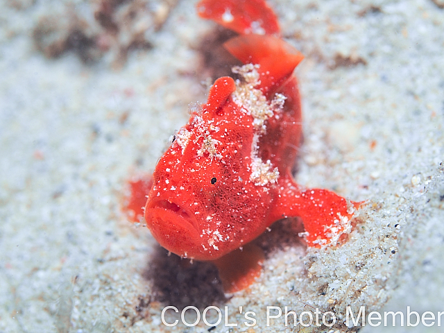 カエルアンコウ