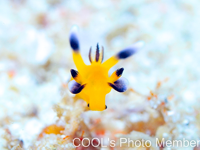 ウデフリツノザヤウミウシ