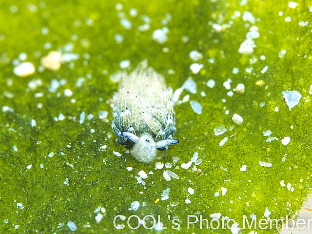 ウサギモウミウシ