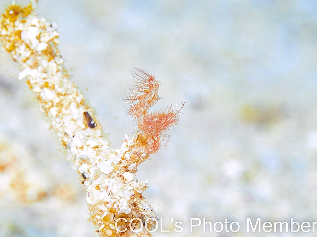 フィコカリス・シムランス