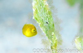 アオサハギの幼魚