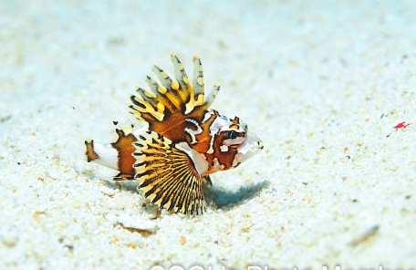 ヒレボシミノカサゴの幼魚