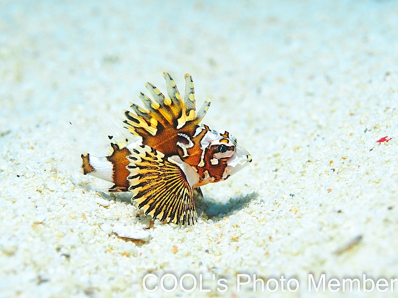 ヒレボシミノカサゴの幼魚