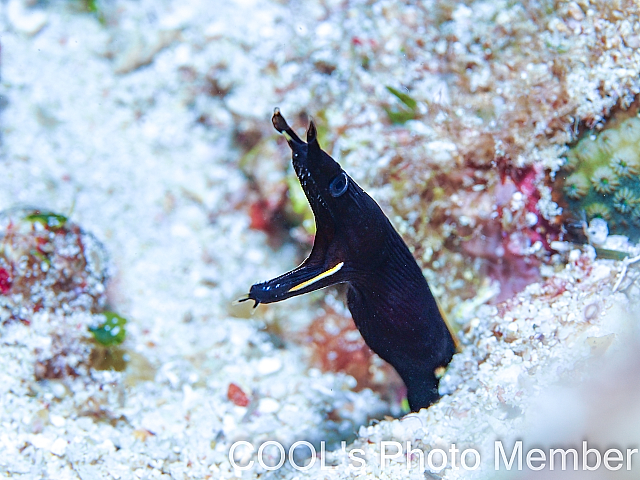 ハナヒゲウツボの幼魚