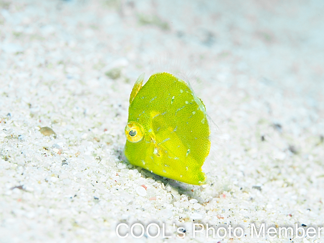 セダカカワハギ 幼魚