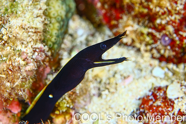 ハナヒゲウツボの幼魚