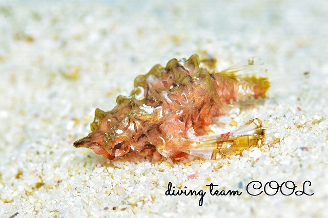 ウミテング幼魚