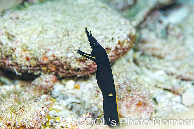 ハナヒゲウツボの幼魚