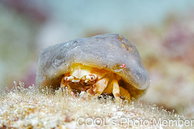 カイカムリの仲間