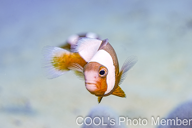 トウアカクマノミ