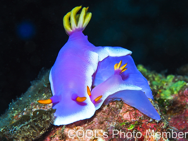 シンデレラウミウシ