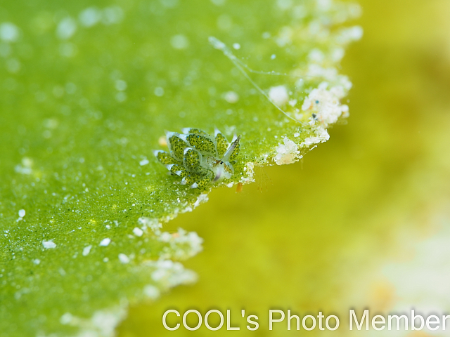 クサイロモウミウシ