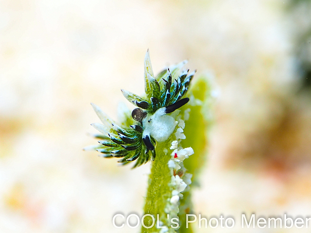 ウサギモウミウシ