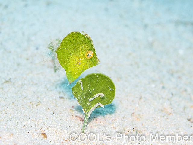 セダカカワハギの幼魚