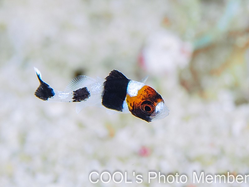 アジアコショウダイの幼魚