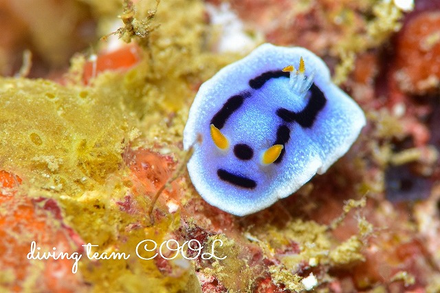 ダイアナウミウシ