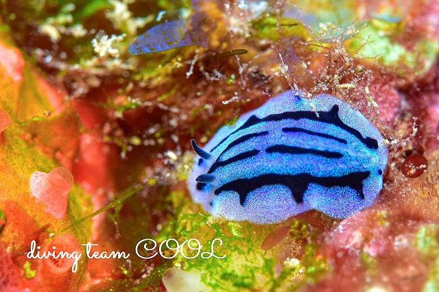 アンナイボウミウシ