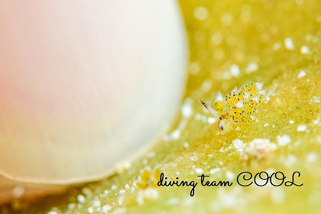 クサイロモウミウシ