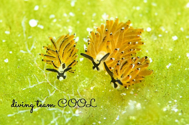 イリオモテモウミウシ