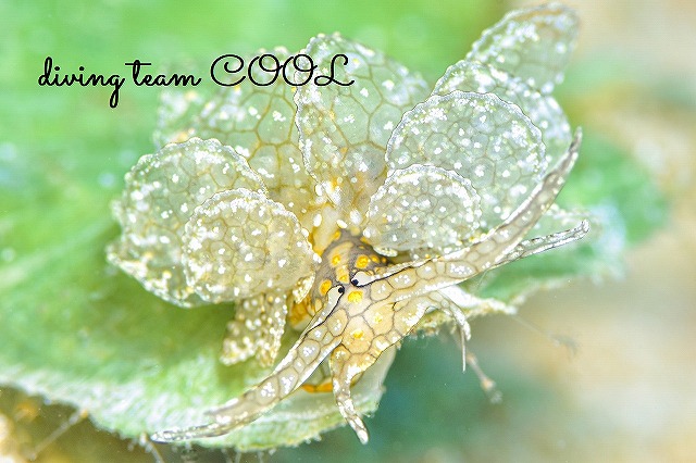 アミメウロコウミウシ