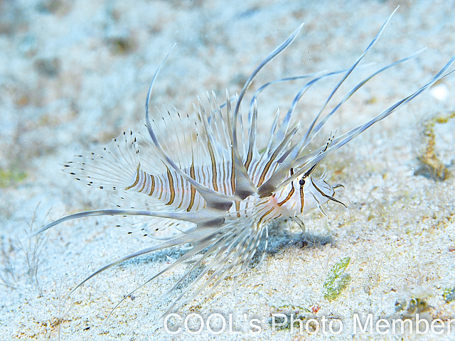 ハナミノカサゴの幼魚