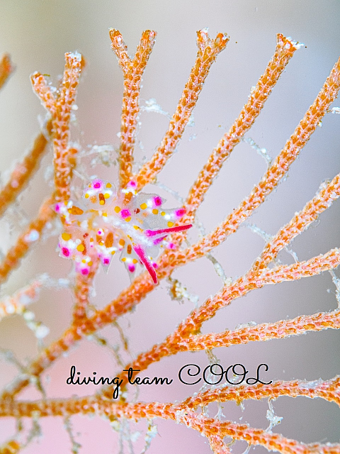 ＃アカホシコヤナギウミウシ