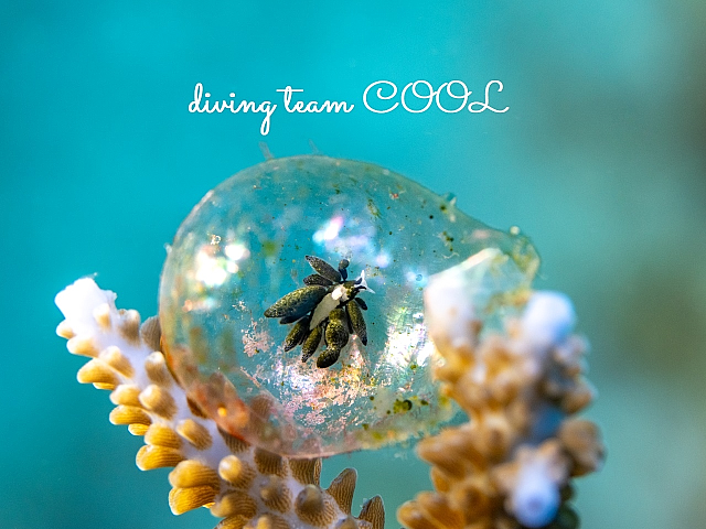 エルコラニア・エンドフィトファガ