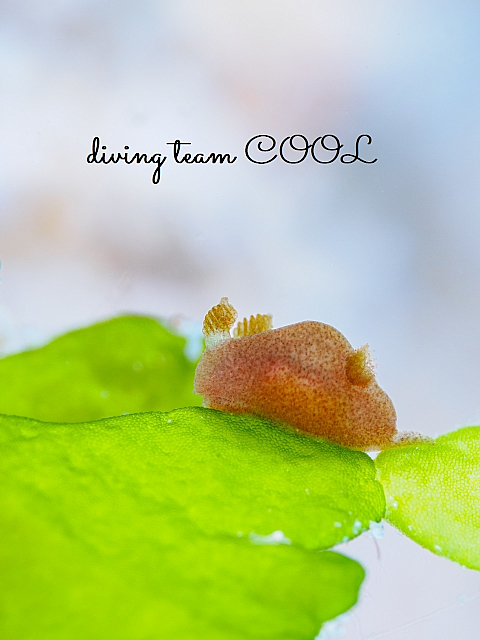 ＃ハラックサウミウシ