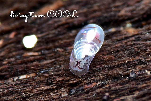 コクテンタマゴガイ