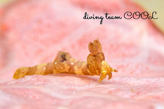 ヨコシマツガルウミウシ