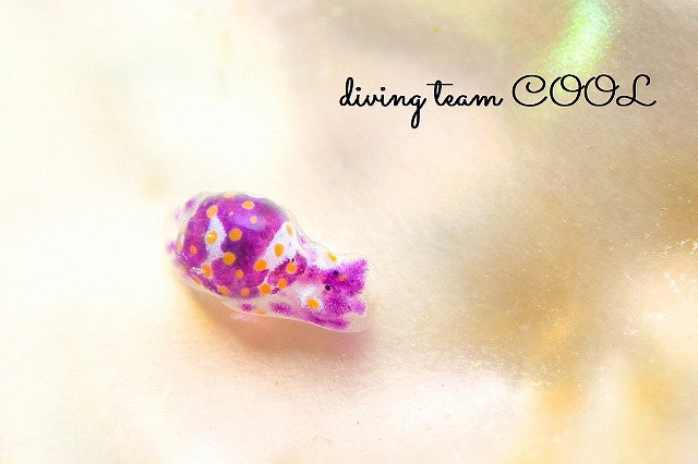 キホシミガキブドウガイ