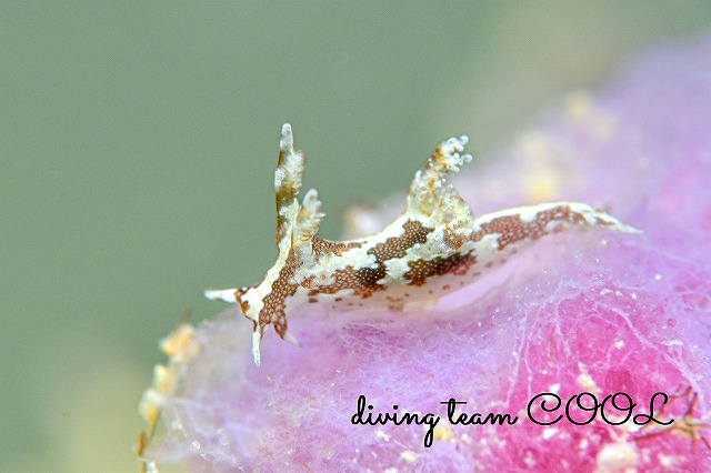 トラパニア・エウルュエイア