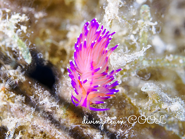 ＃ユニデンティア属の一種4