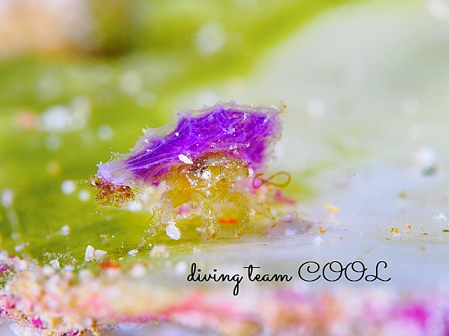 ＃カイカムリの仲間