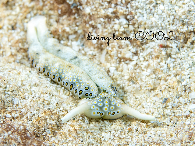 ＃チドリミドリガイ