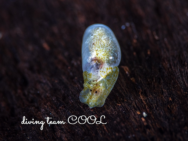 ＃キバカイコガイ