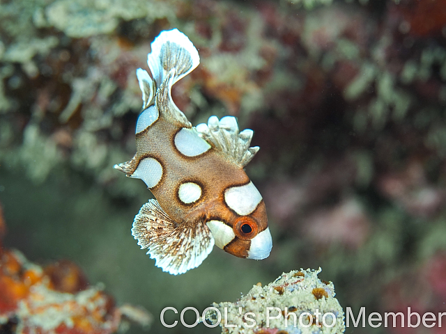 ＃チョウチョウコショウダイの幼魚