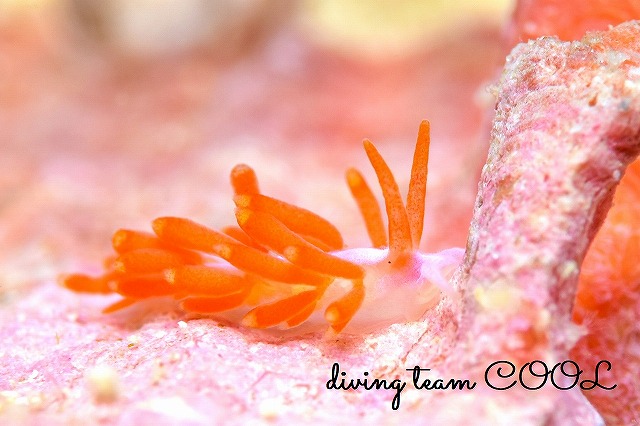 フジエラミノウミウシ属の一種67