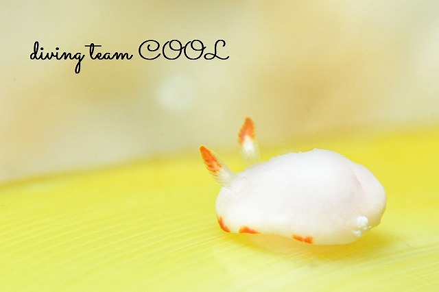 シロウサギウミウシ