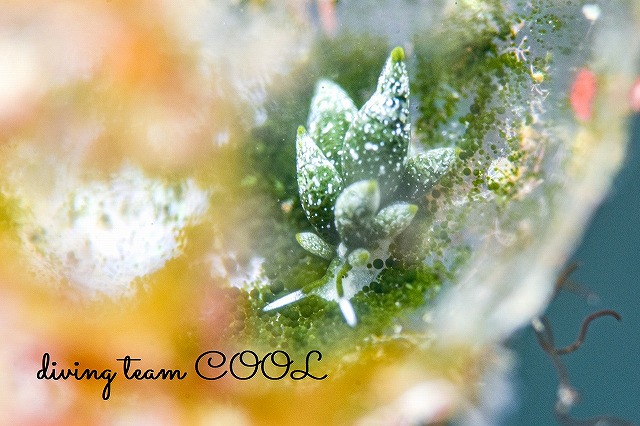 フタスジアオモウミウシ