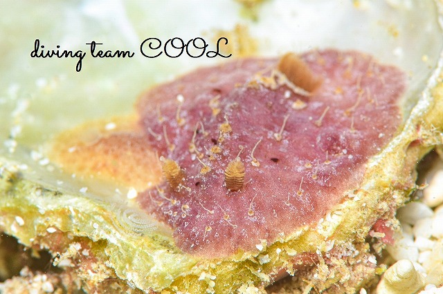 ハクモンビロウドウミウシ