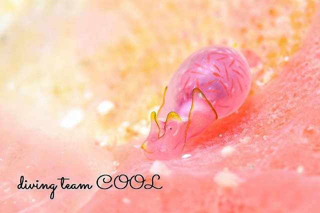 ブドウガイ科の一種11