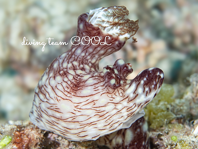 ＃ブッシュドノエルウミウシ