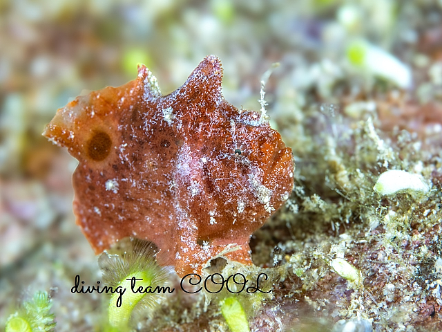 ＃エナガカエルアンコウ