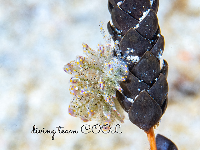 ＃キホシウロコウミウシ