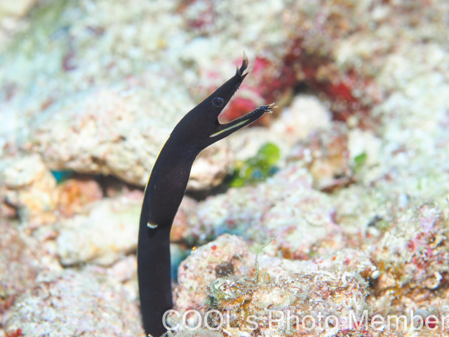 ハナヒゲウツボの幼魚