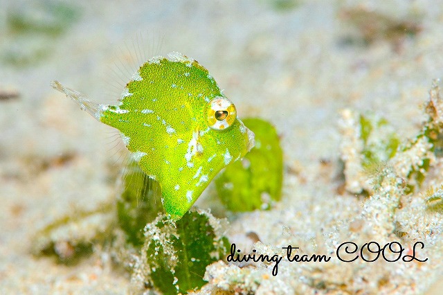 セダカカワハギ幼魚