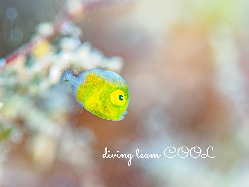 アオサハギの幼魚