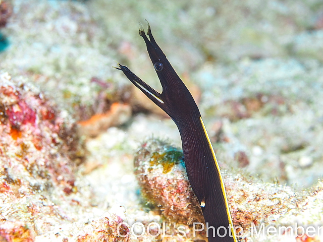 ハナヒゲウツボの幼魚